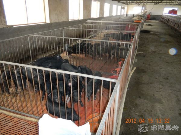 保育黑猪一